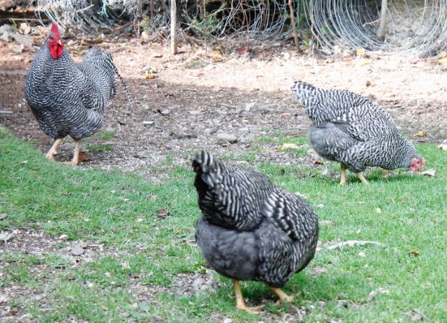 Barred Plymouth Rocks