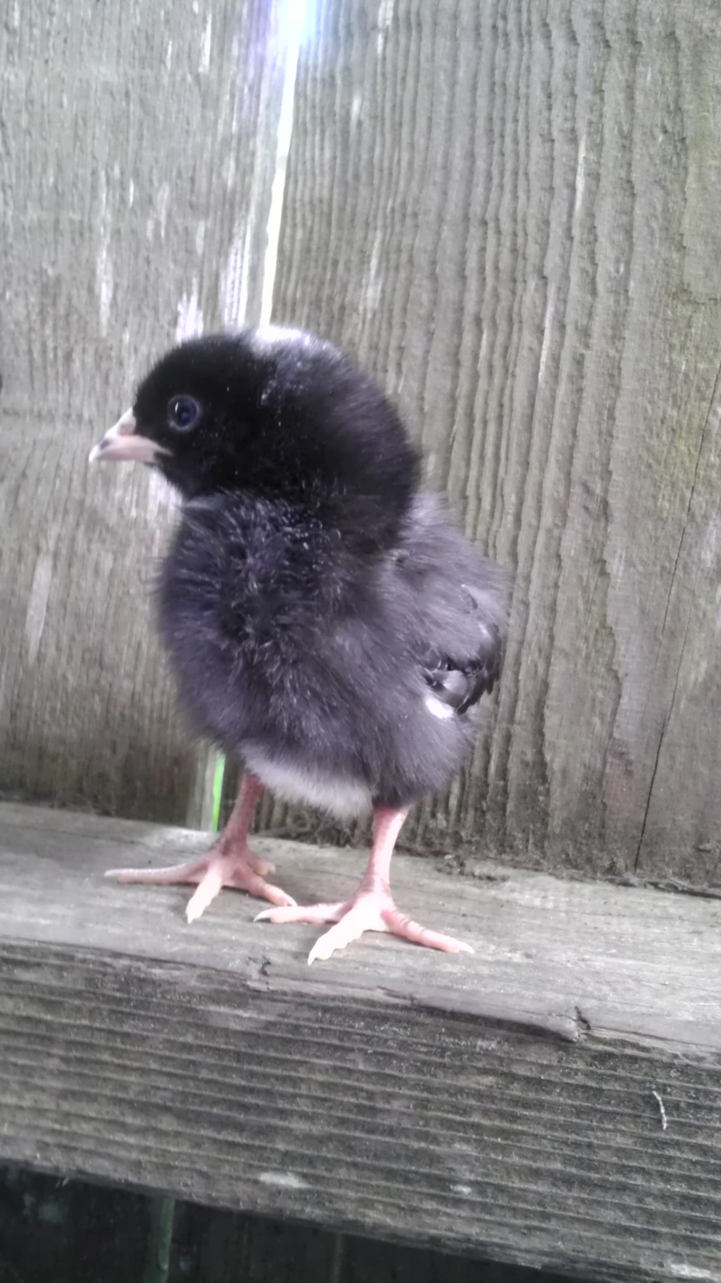 Barred Rock @ 1.5 Weeks