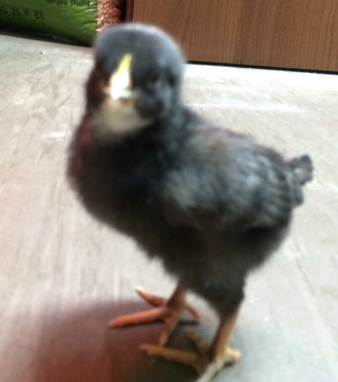 Barred Rock 1 Week Old