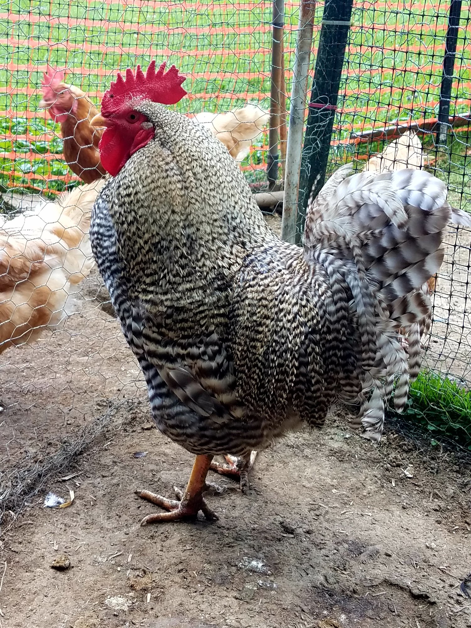Barred Rock #2