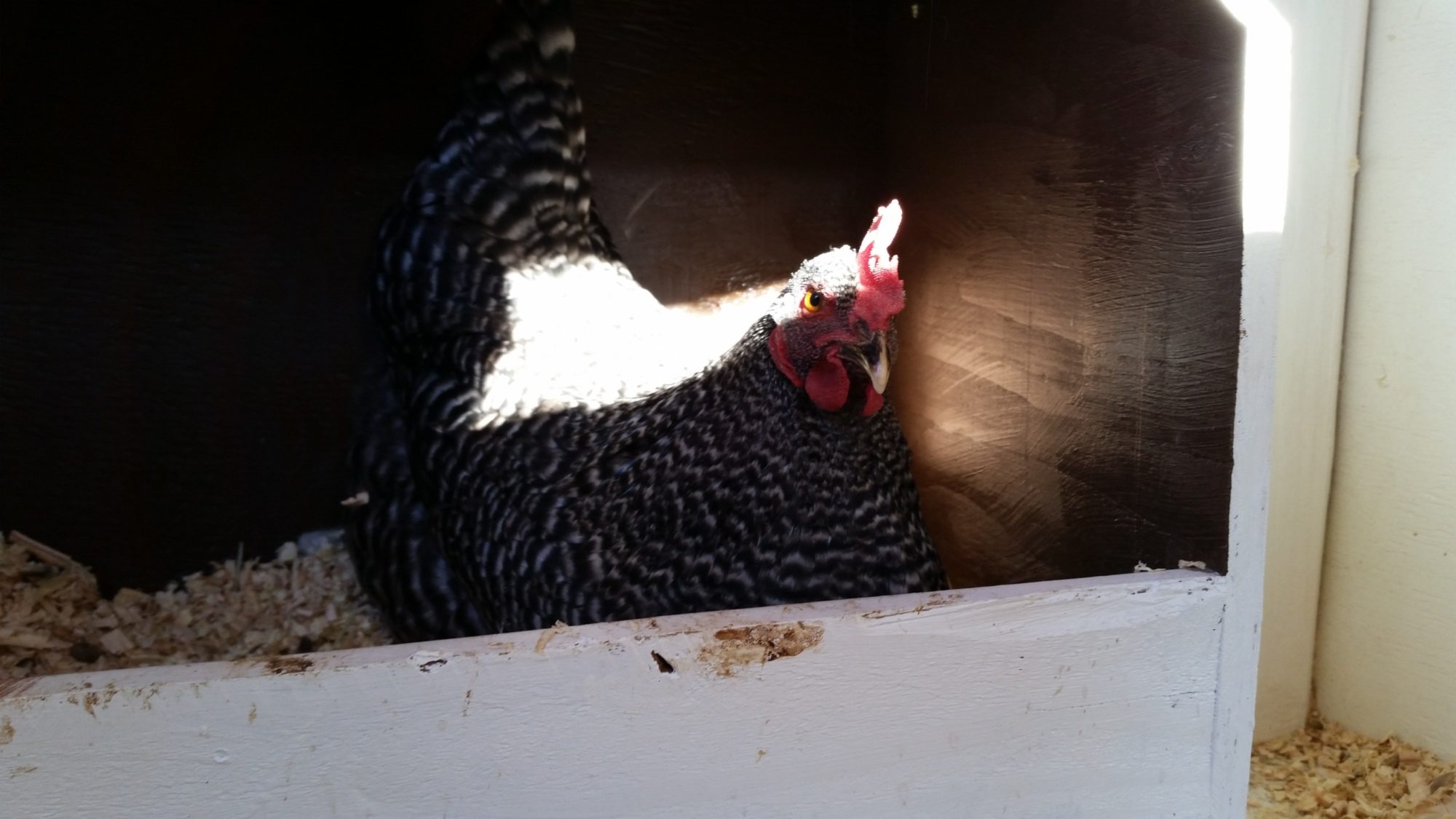 Barred Rock, 25 weeks old.