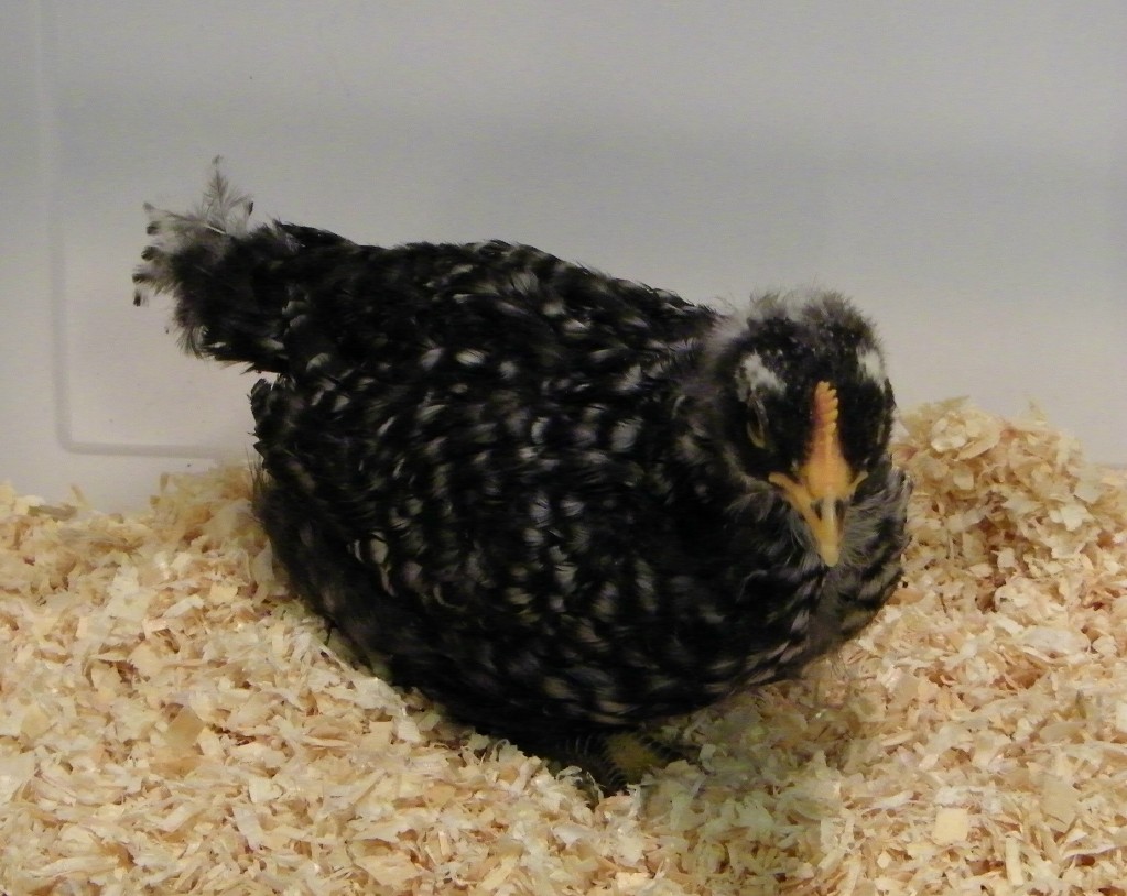 Barred Rock @ 4 wks