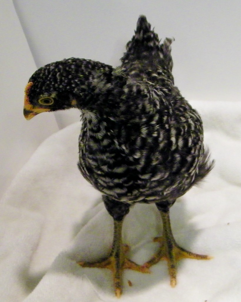 Barred Rock @ 6 wks