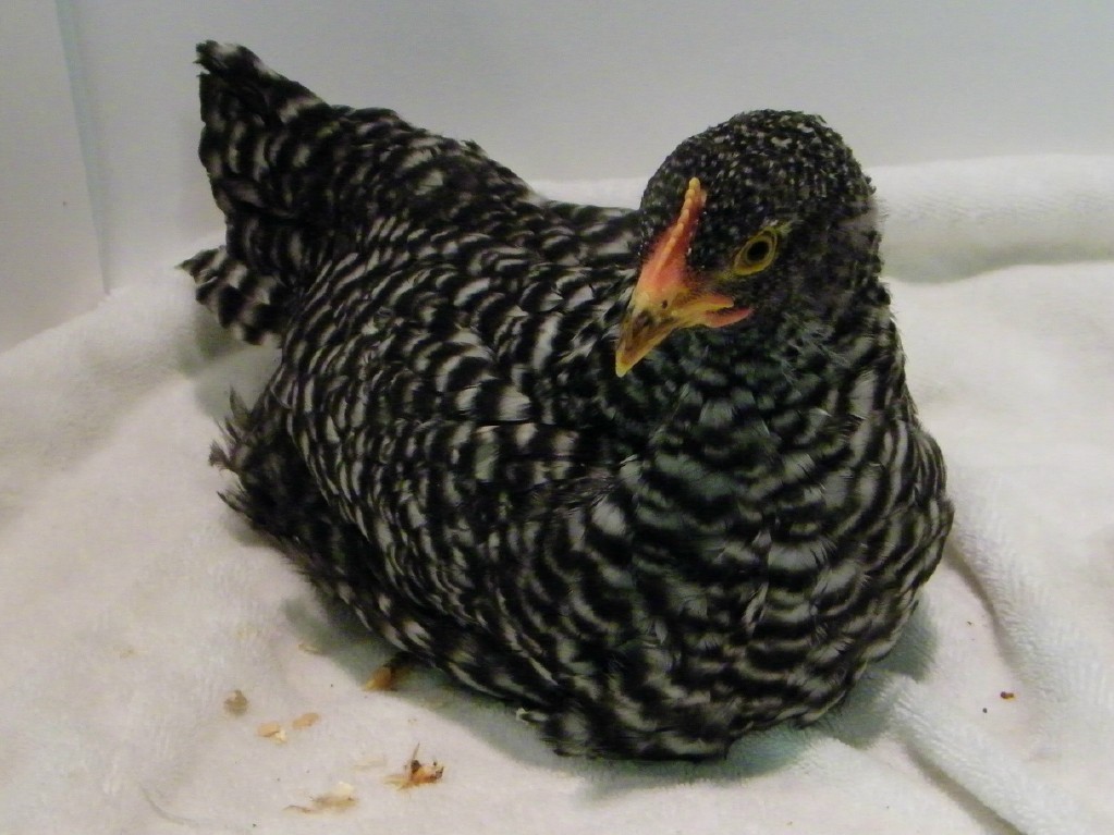 Barred Rock @ 7 1/2 weeks old