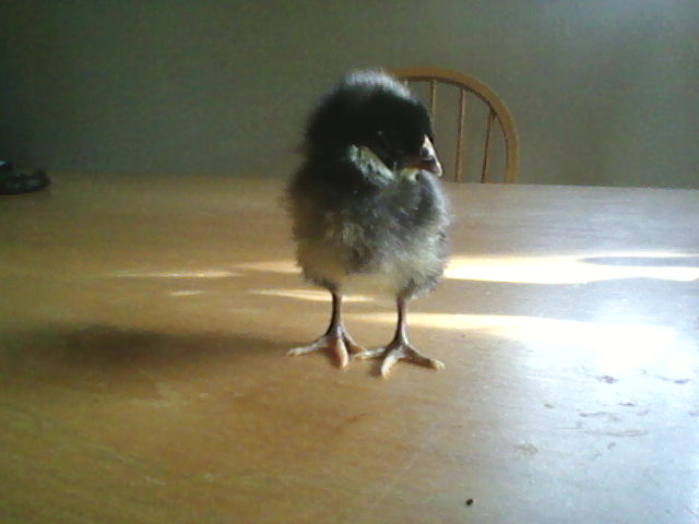 Barred rock 7 days old. No name yet