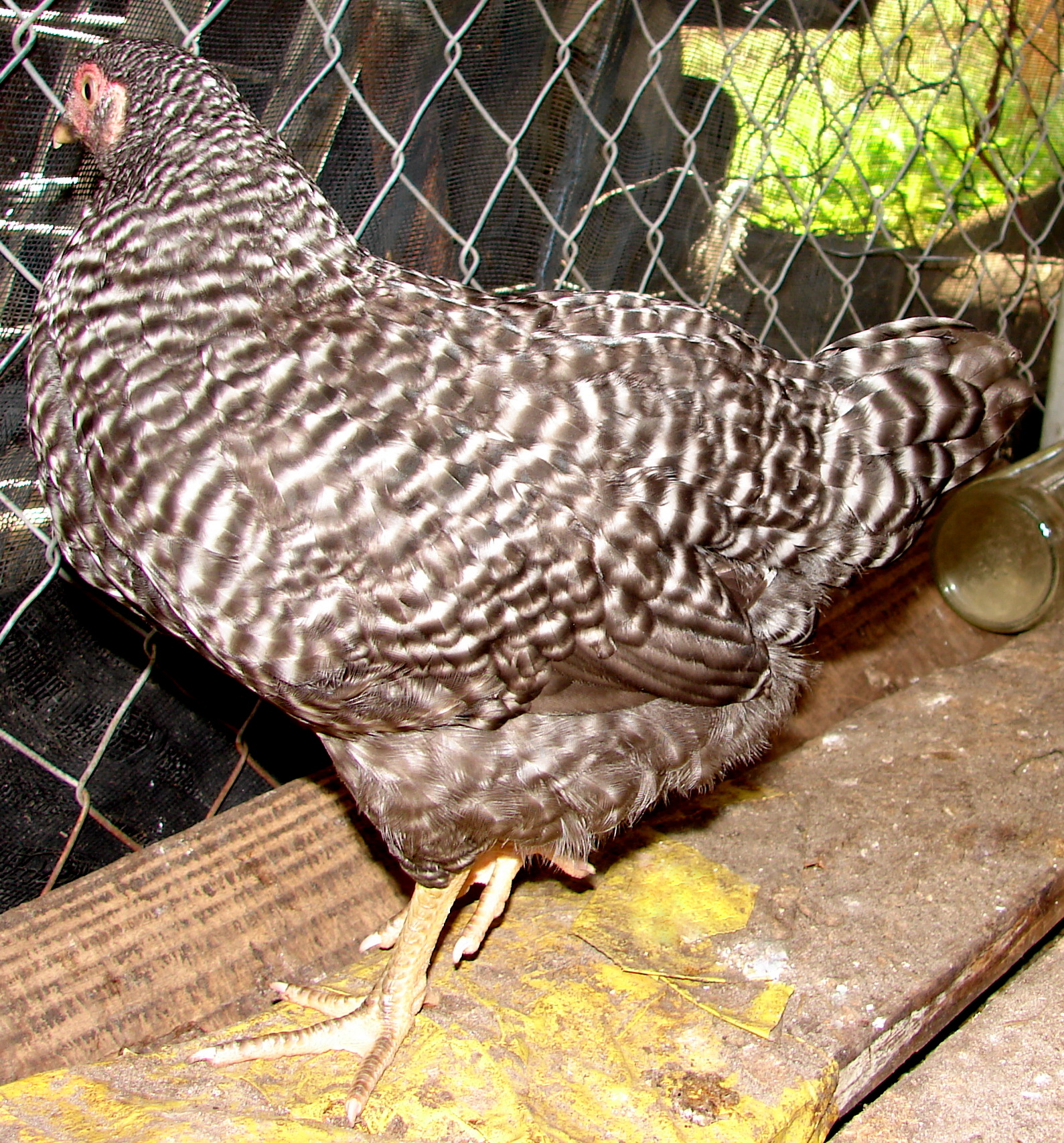 barred rock - 9 weeks