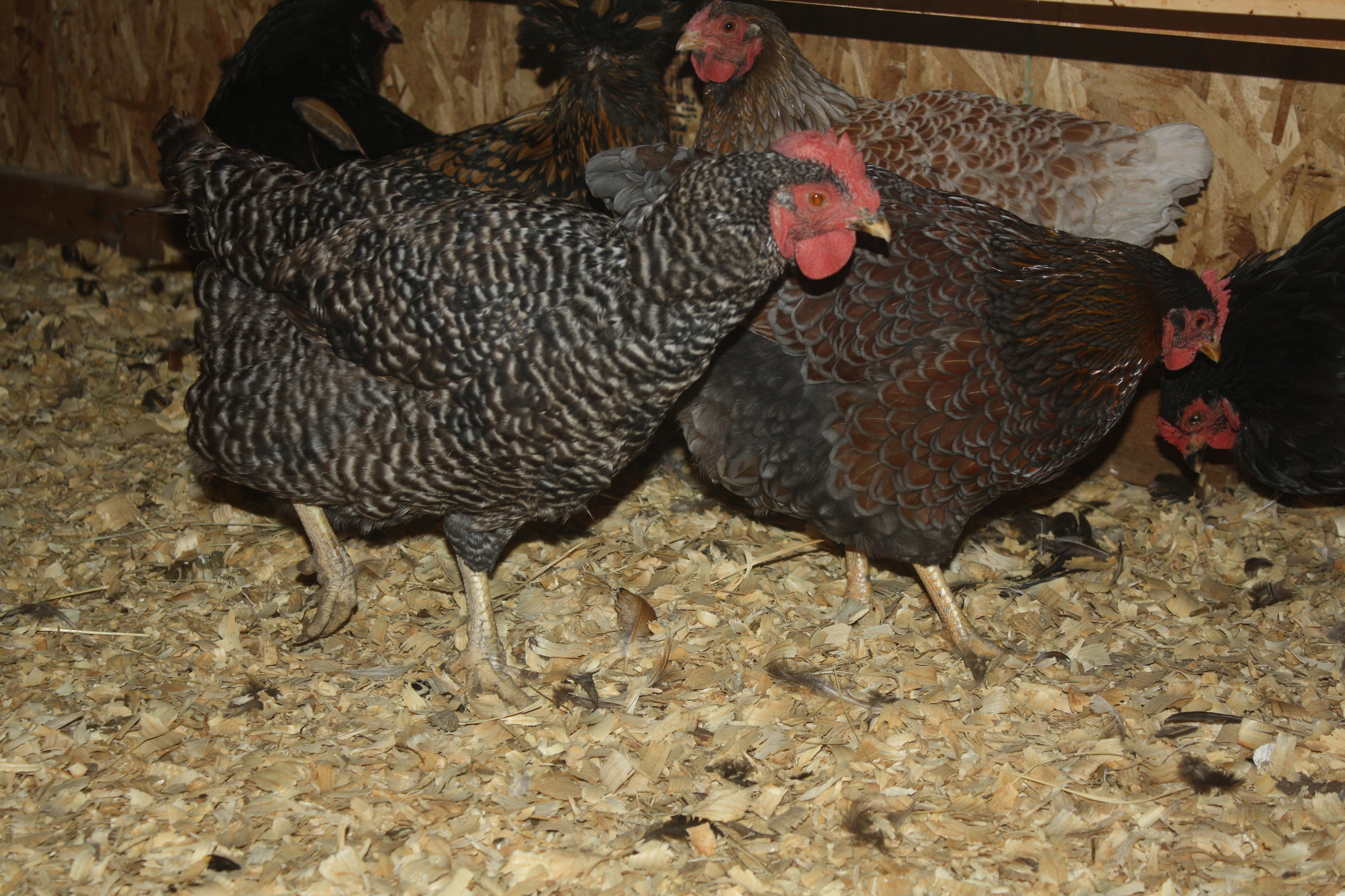 Barred Rock and BLRW