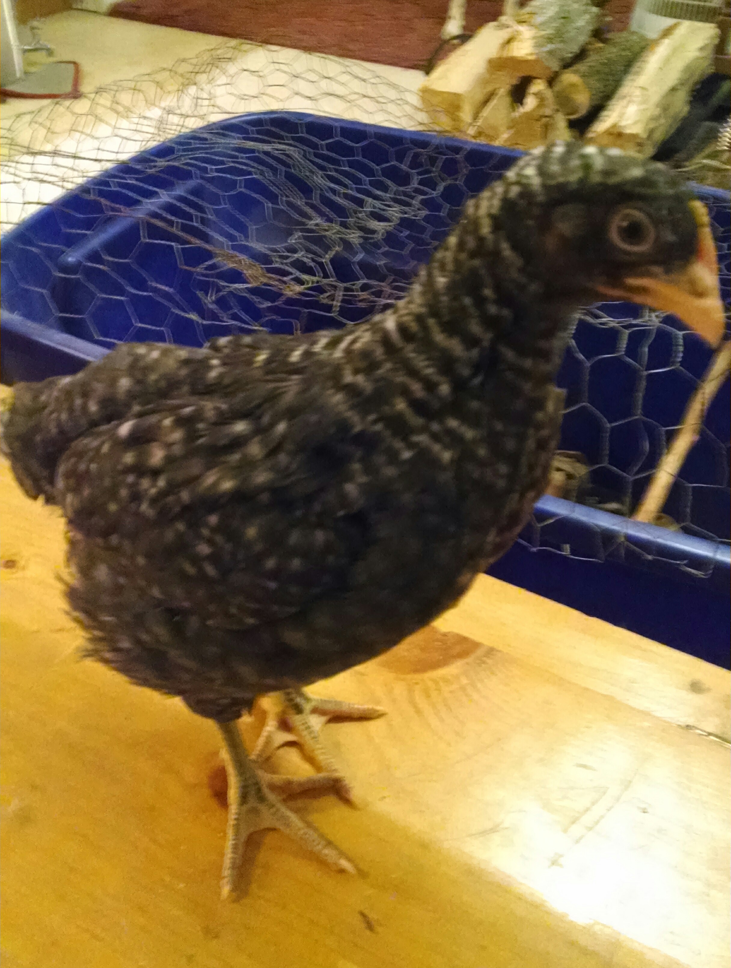 Barred Rock at 5 weeks. Do you think I'm a roo or hen?