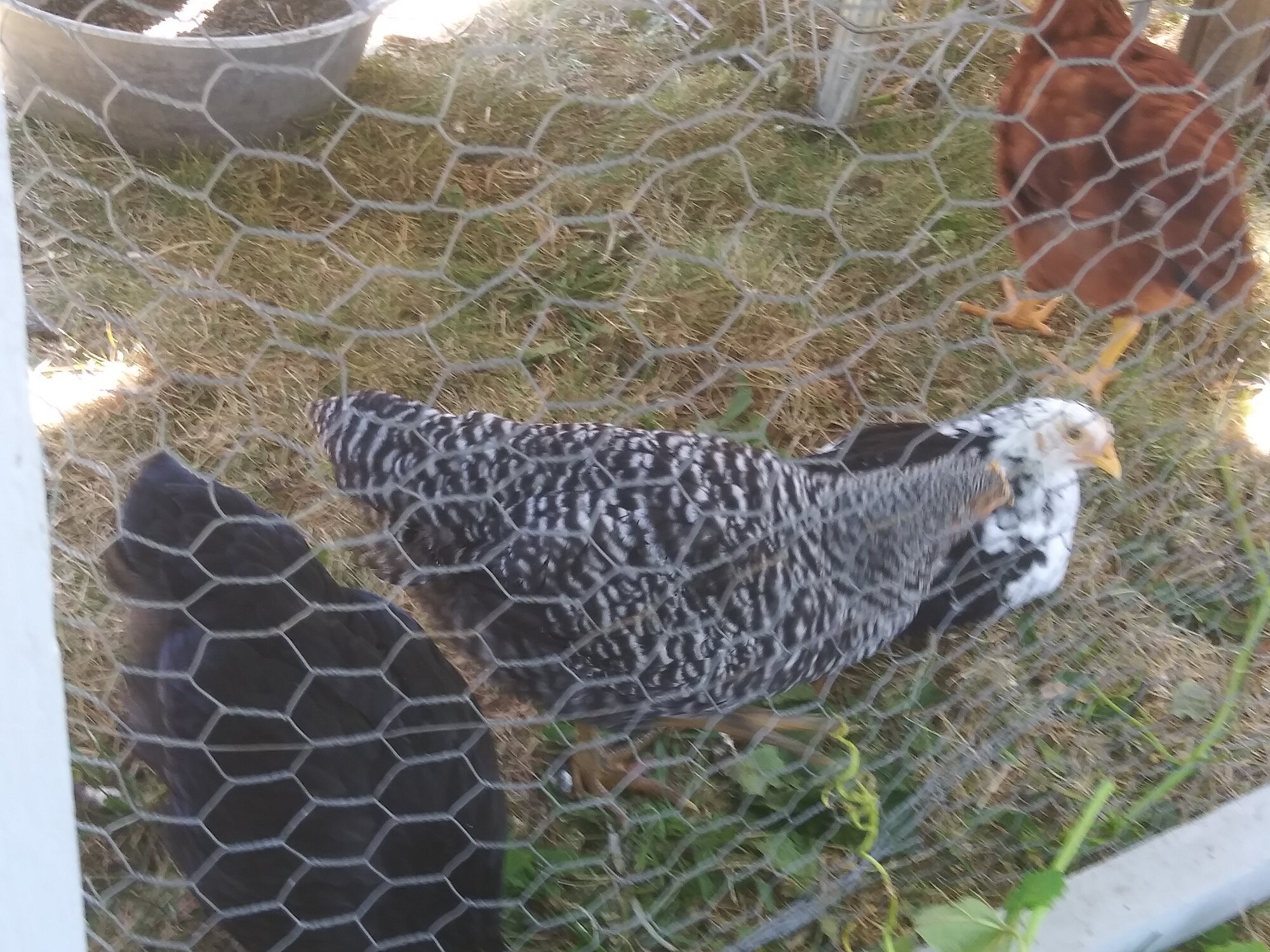 Barred Rock at 7 weeks