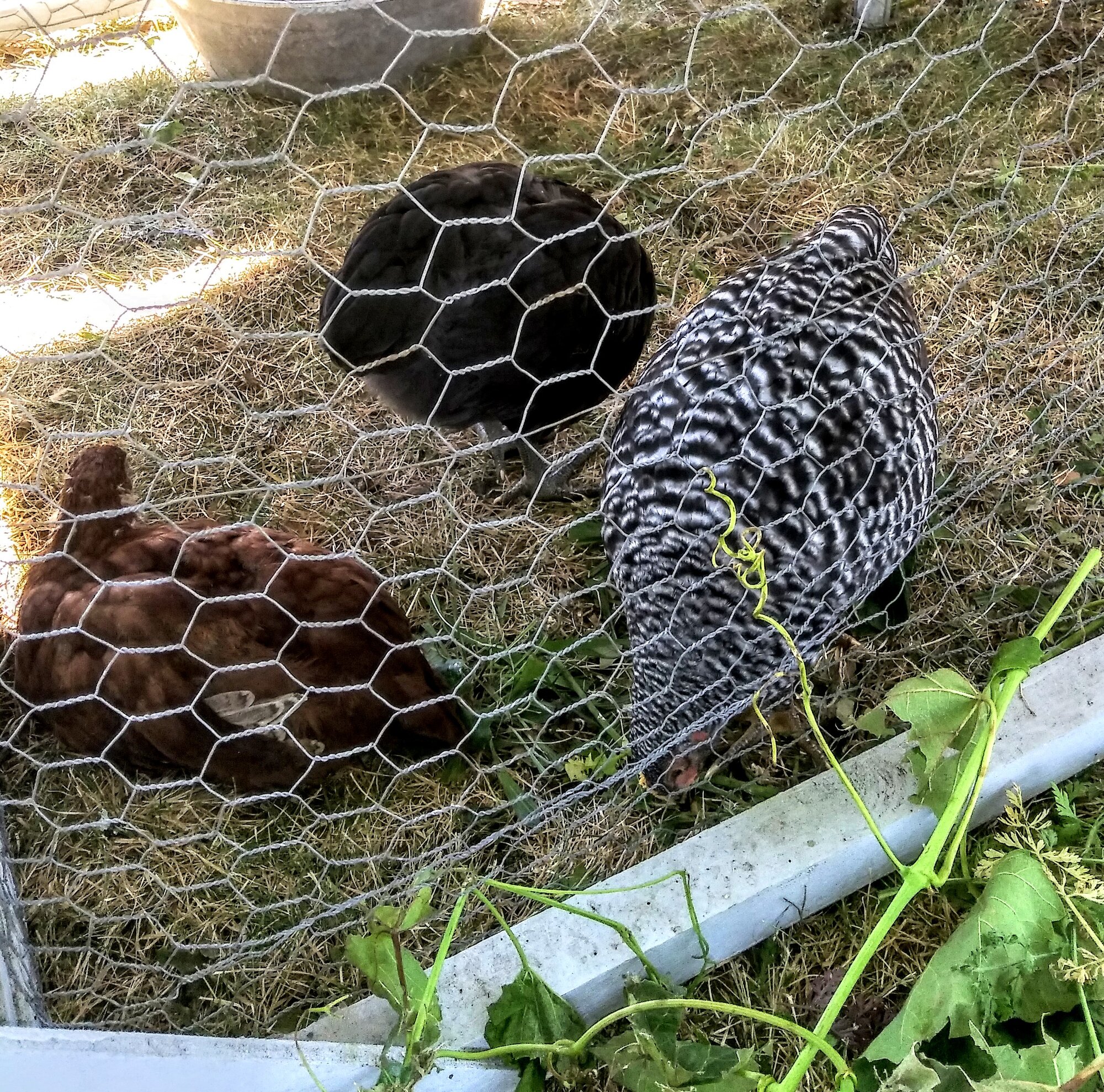 Barred Rock at 7 weeks