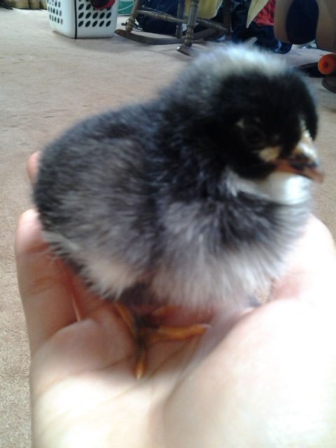 Barred Rock chick named Rocky
Grew to be a hen