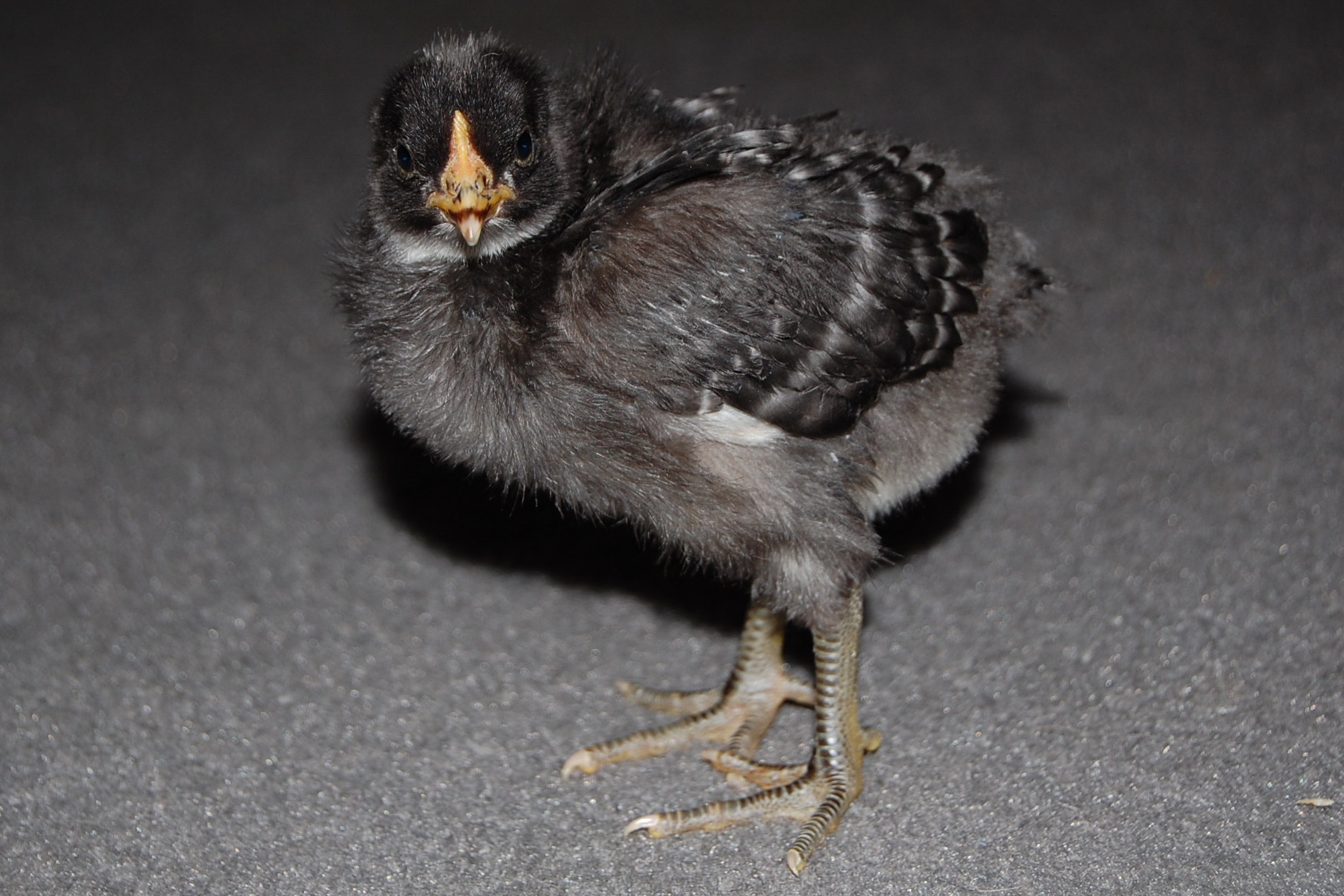 Barred Rock Chick