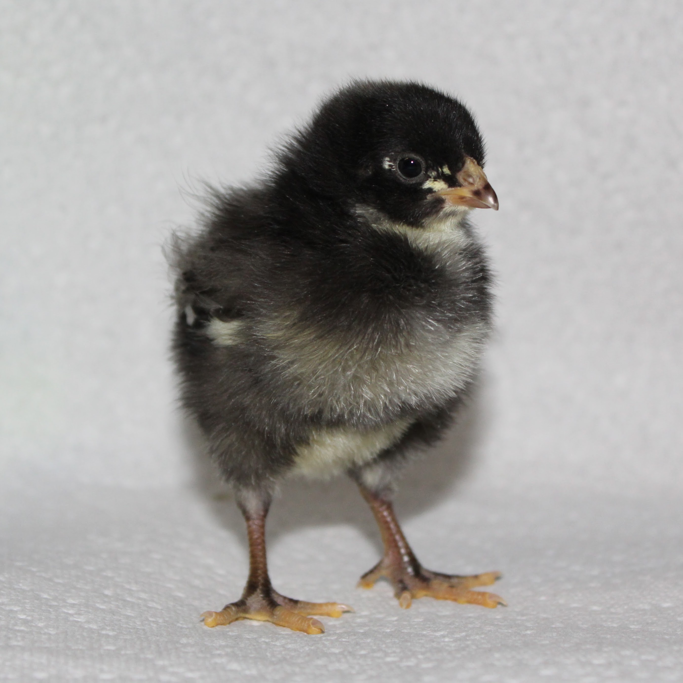 Barred Rock Chick