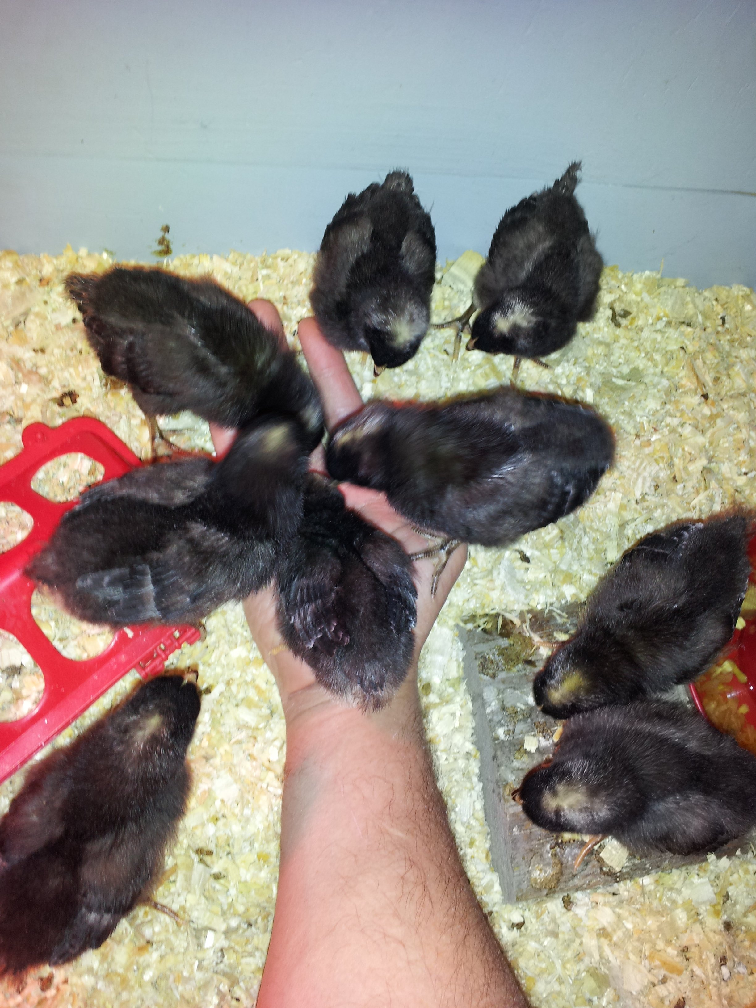 Barred Rock chicks