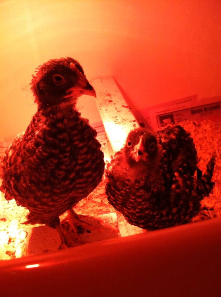 *
Barred Rock chicks.