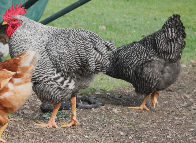 Barred rock cockerel & pullet