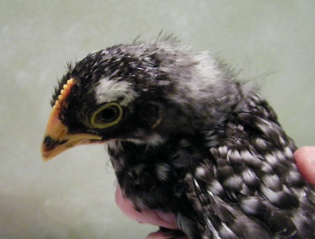Barred Rock comb @ 4wks