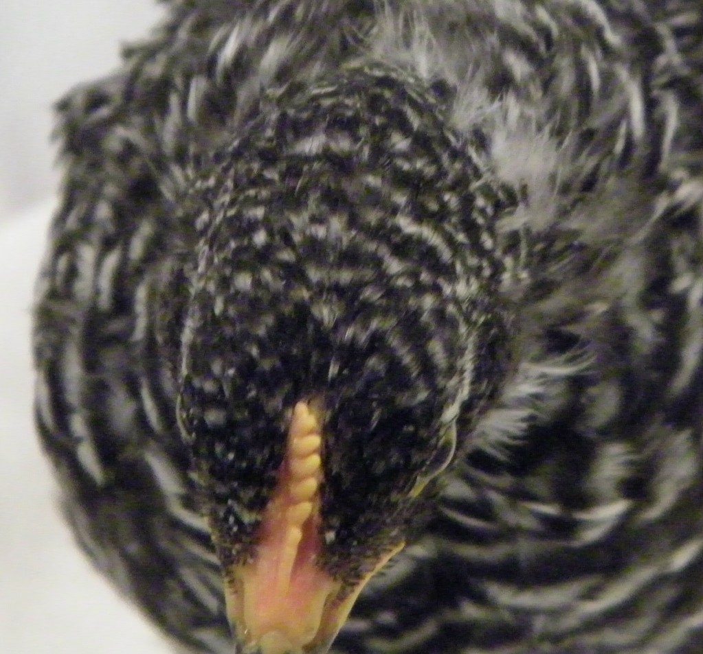 Barred Rock comb @ 6 wks