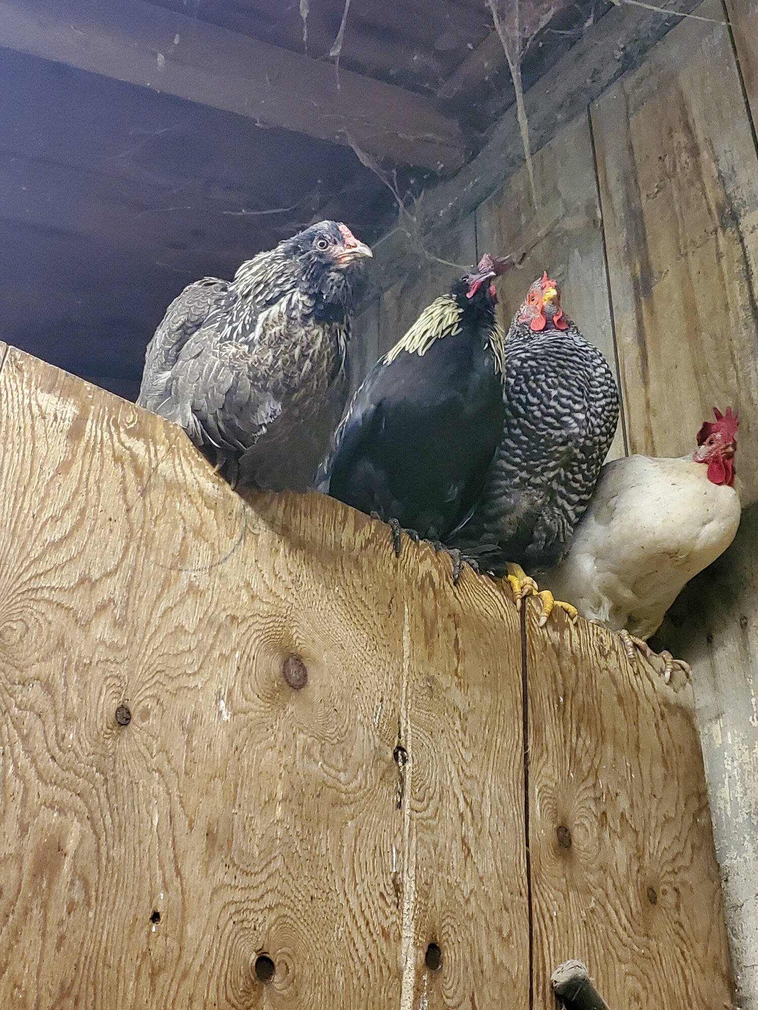 Barred Rock, Easter Egger