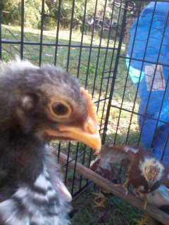 Barred Rock from the side (the one I think is a rooster from the pic up top)