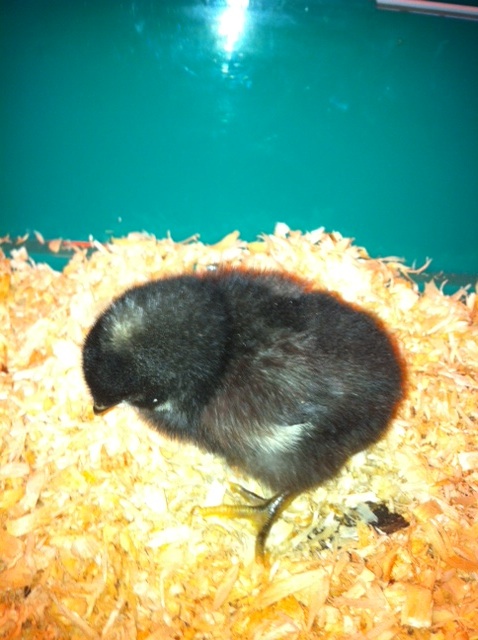 Barred Rock?  Girl?