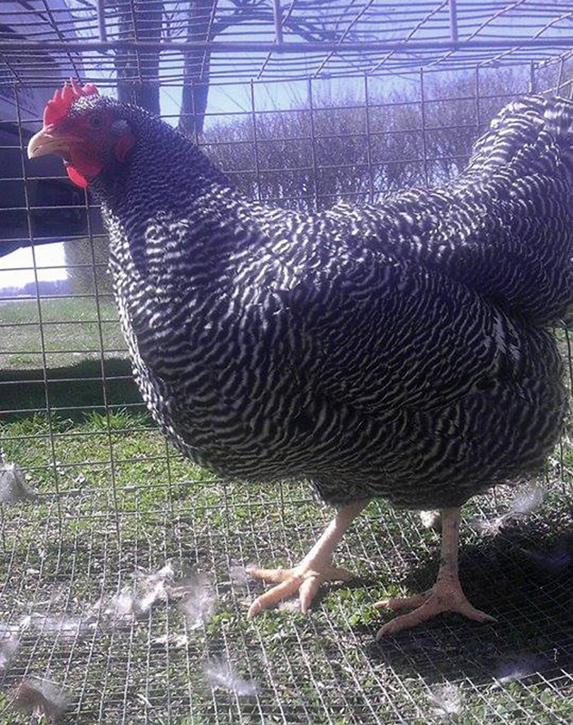 Barred Rock Hen
http://stagecoachpoultry.com/heritage/item/barred-rock