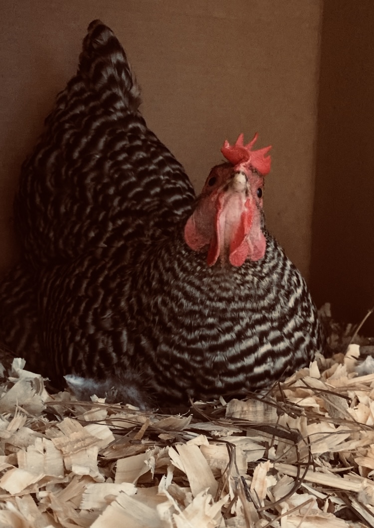 Barred Rock hen laying an egg