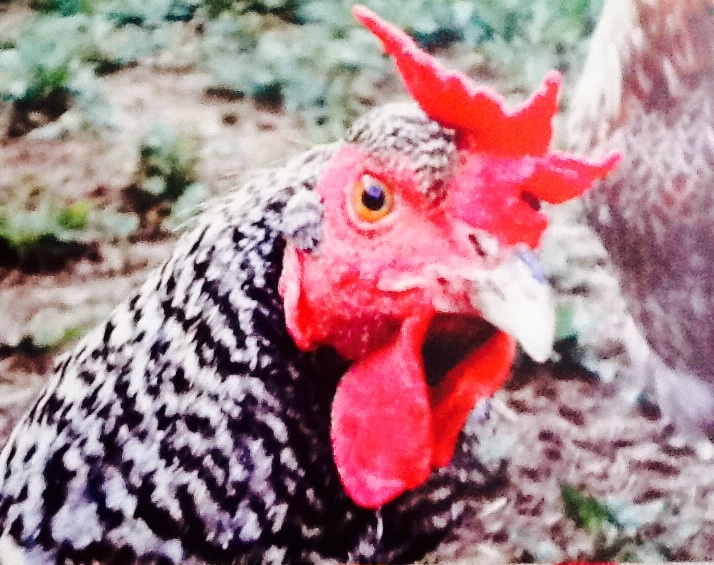 Barred Rock Hen