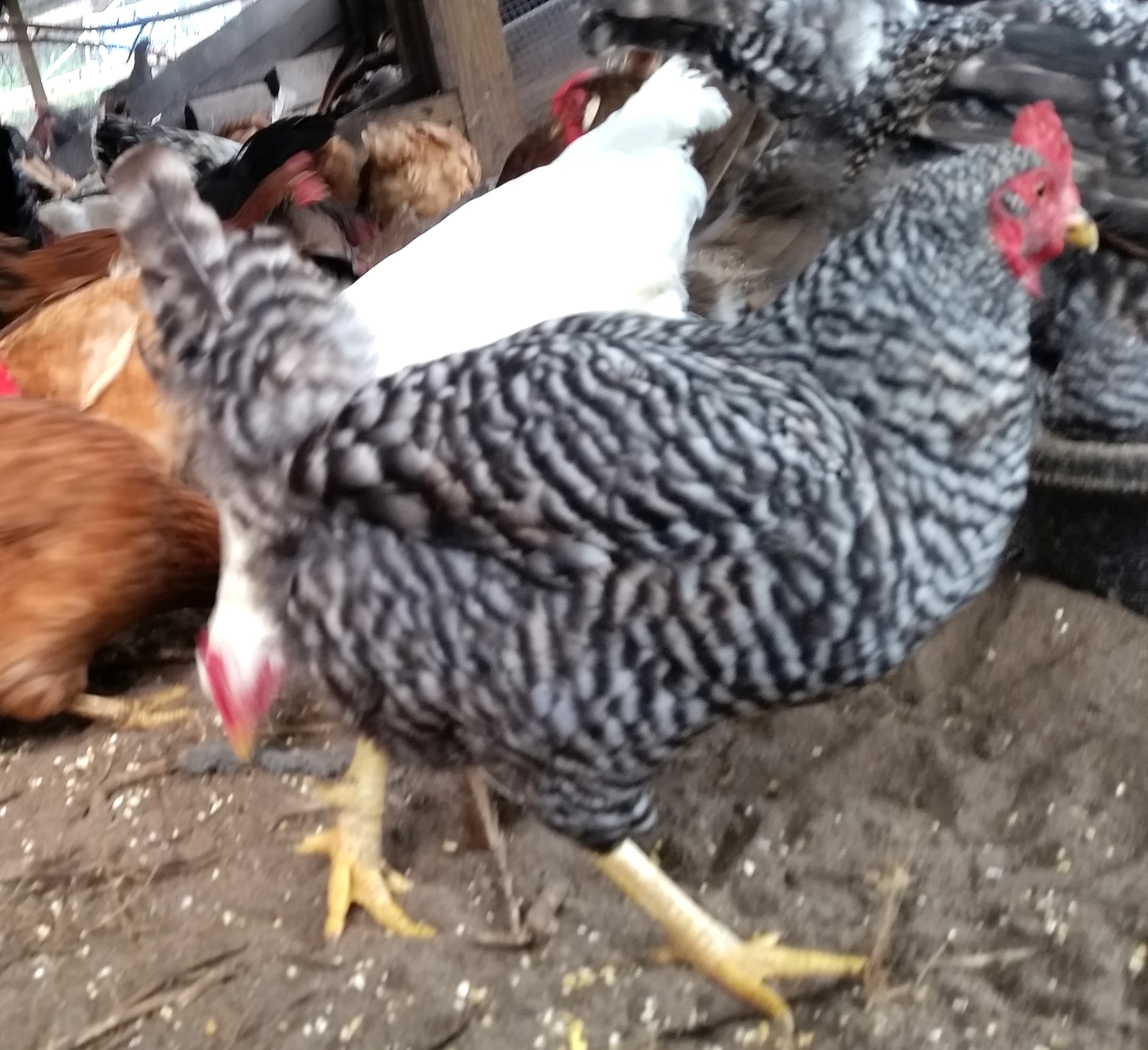 Barred rock hen