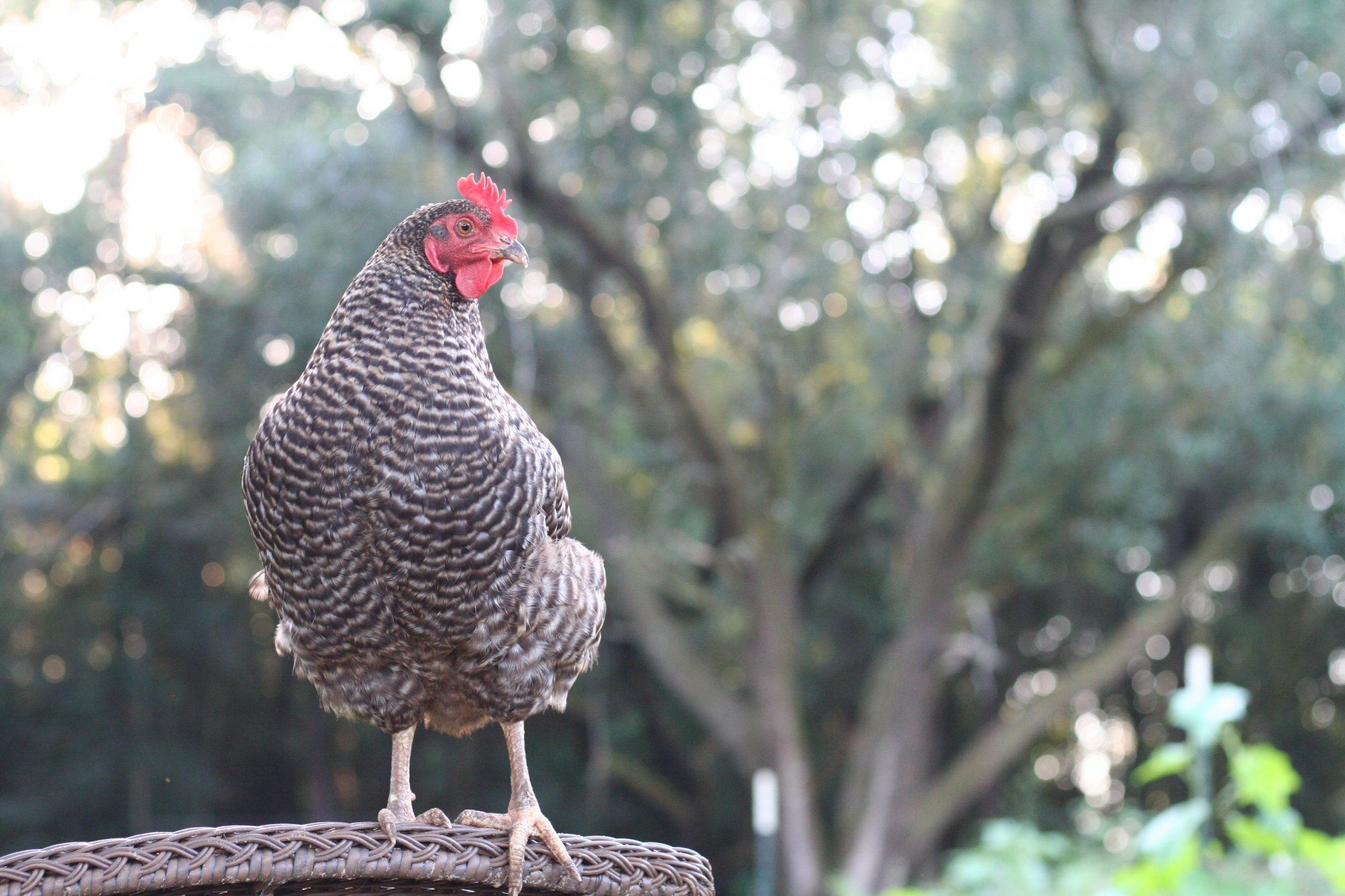 Barred Rock Hen