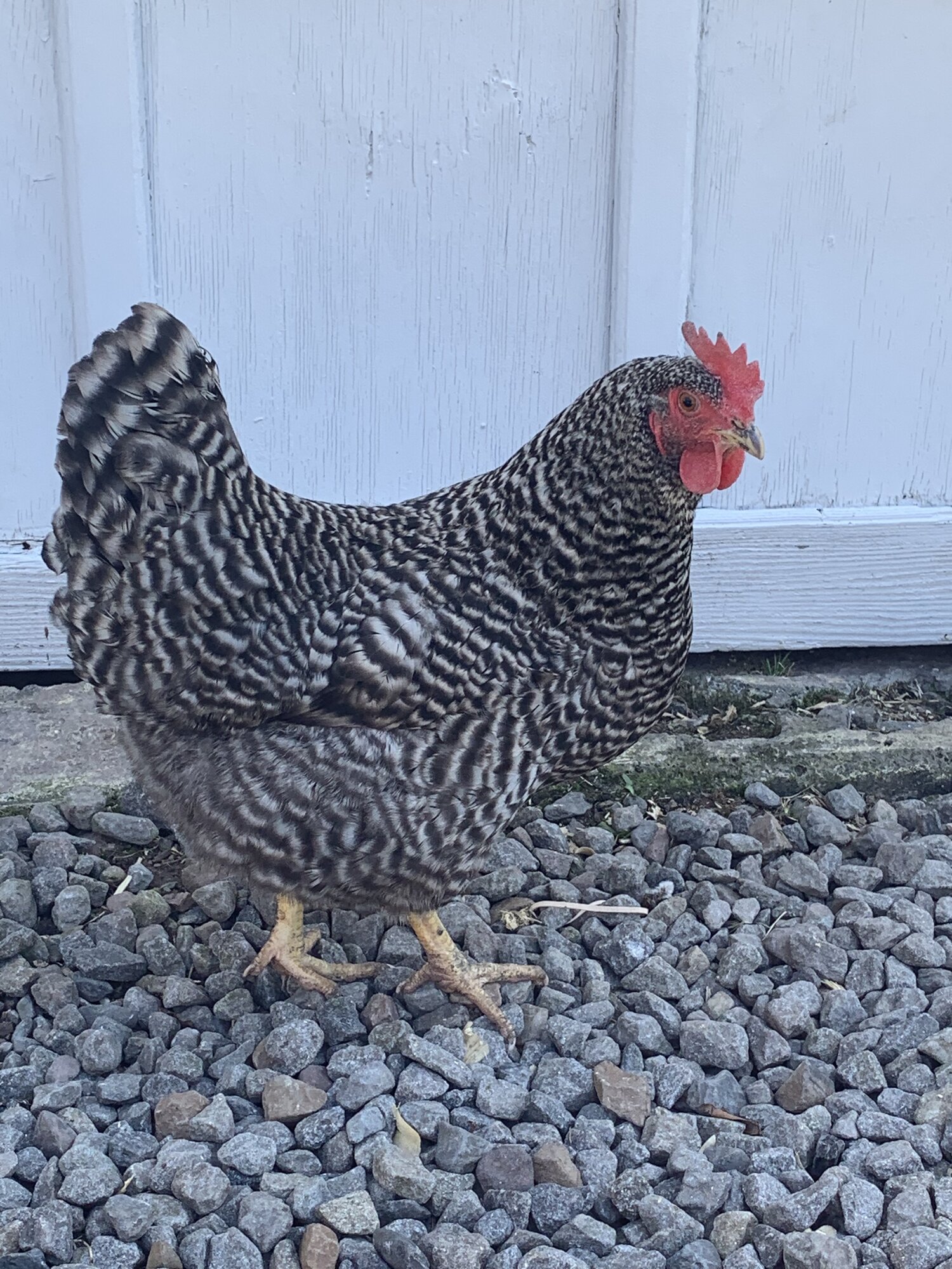Barred Rock hen