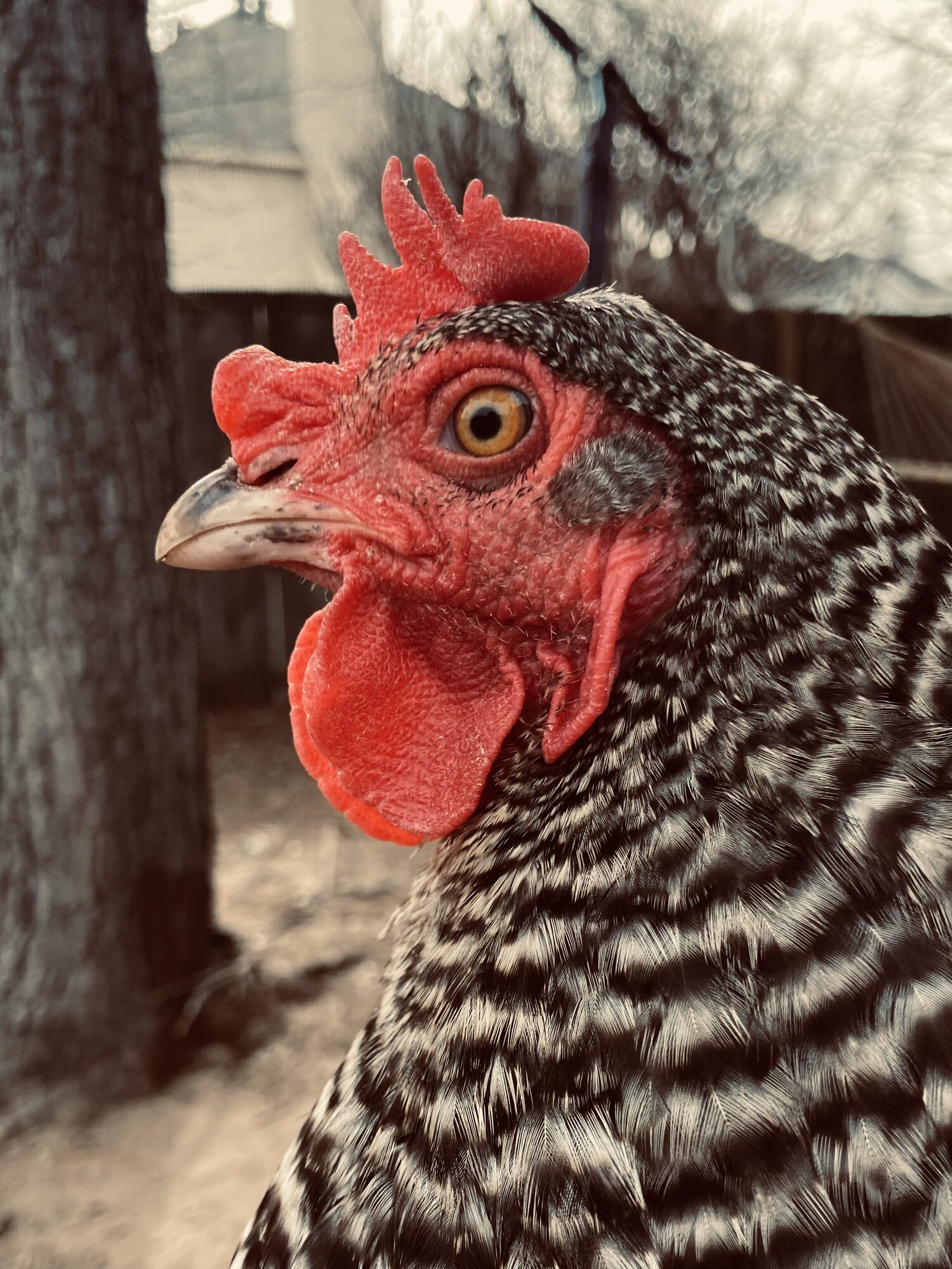 Barred Rock Hen