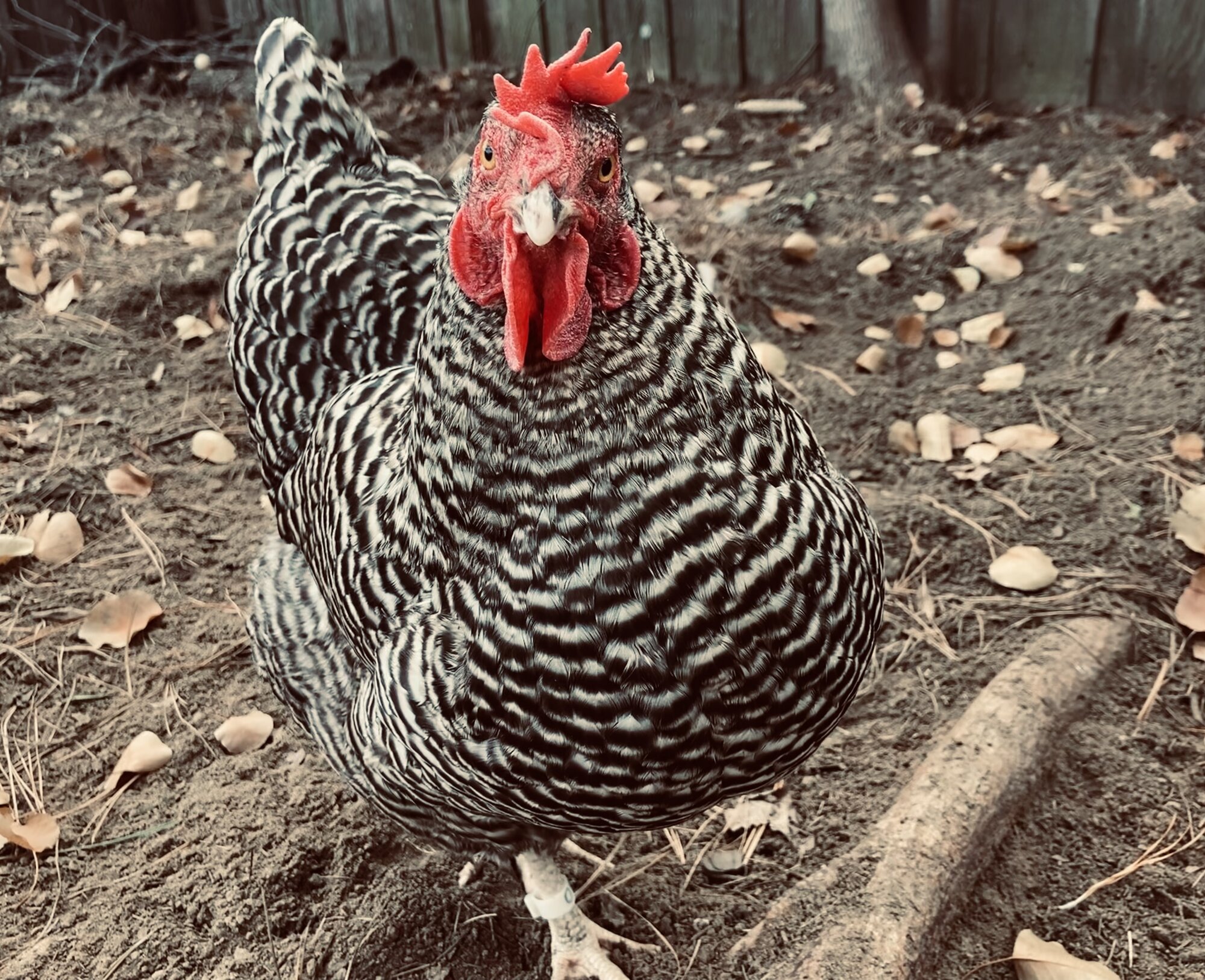 Barred Rock Hen