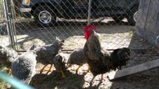 Barred rock hens and Rooster