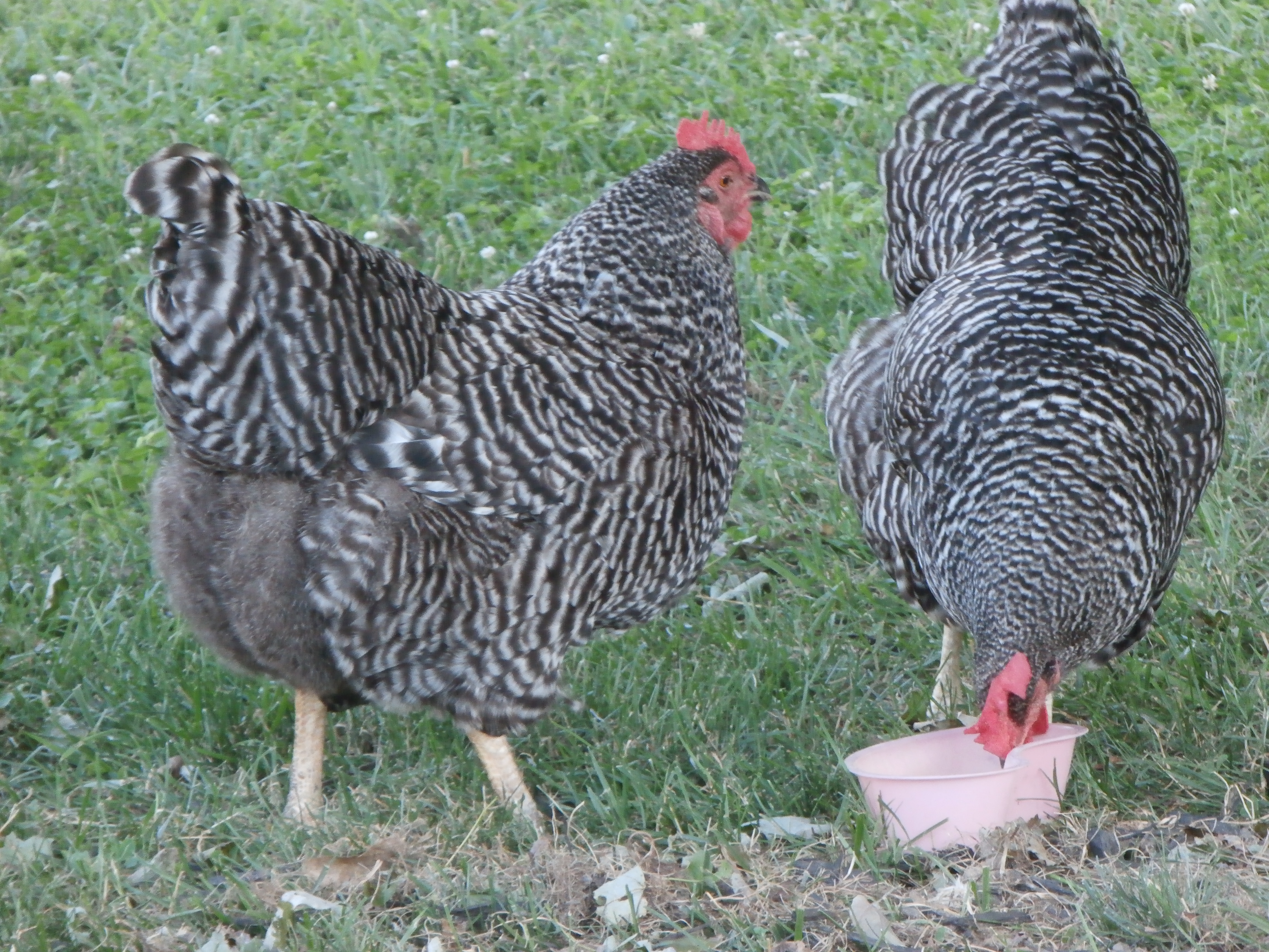 Barred rock hens, gifted to us by a co-worker.