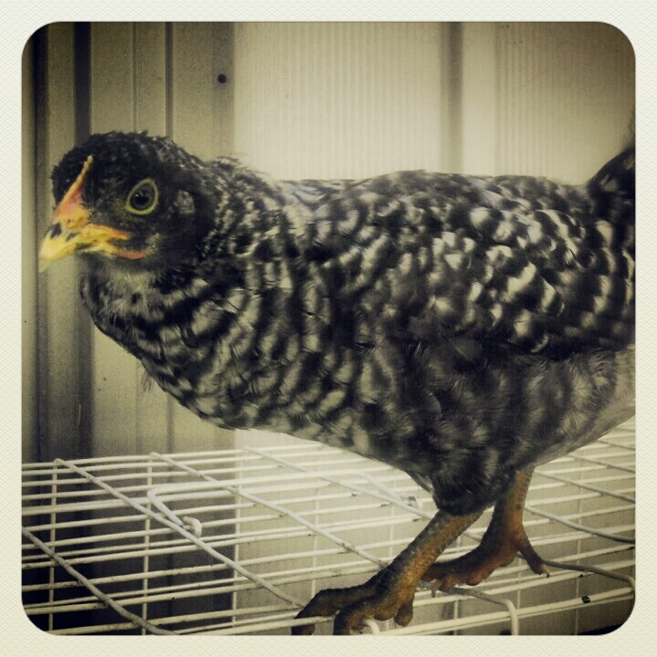 Barred Rock Izzy