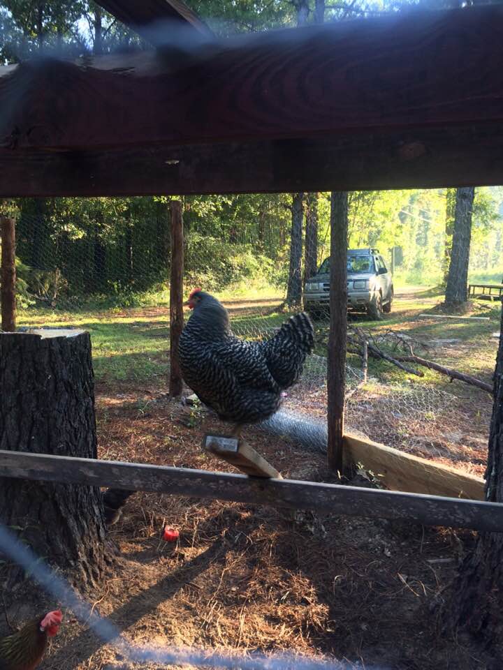 barred rock.jpg