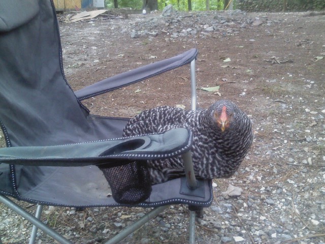 Barred Rock lady having a seat. 19 weeks old, 8.6.12