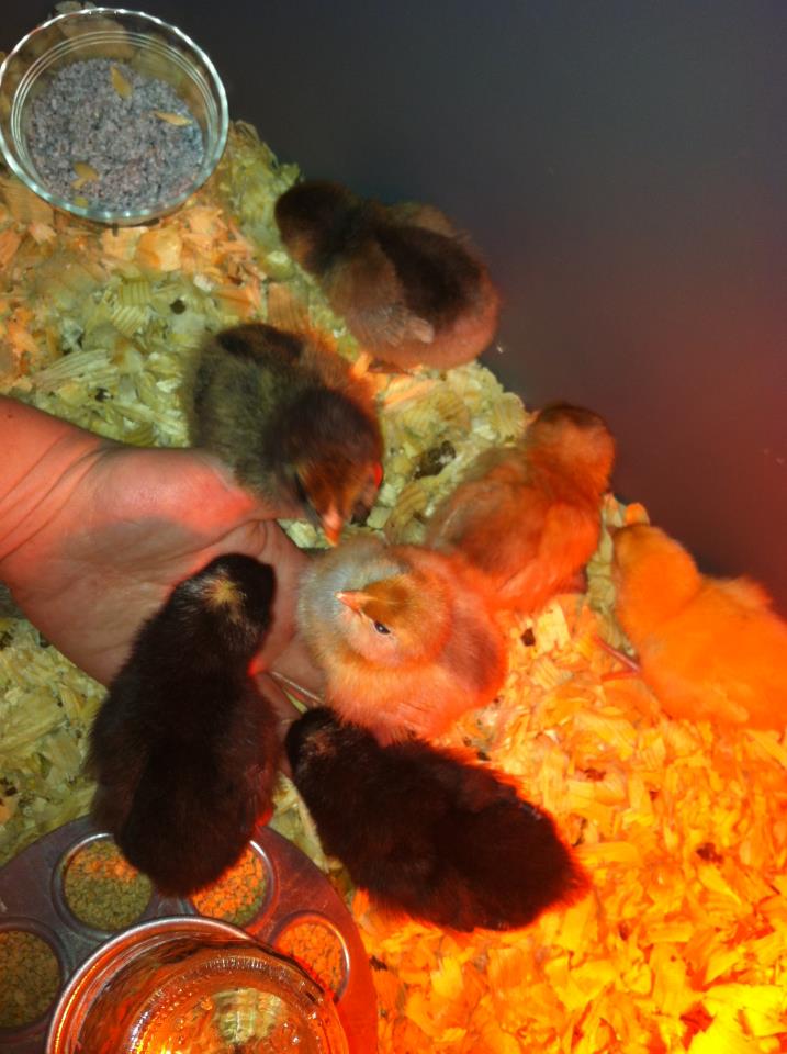 Barred rock peeps (bottom), One buff orp (far right), other four are Americaunas