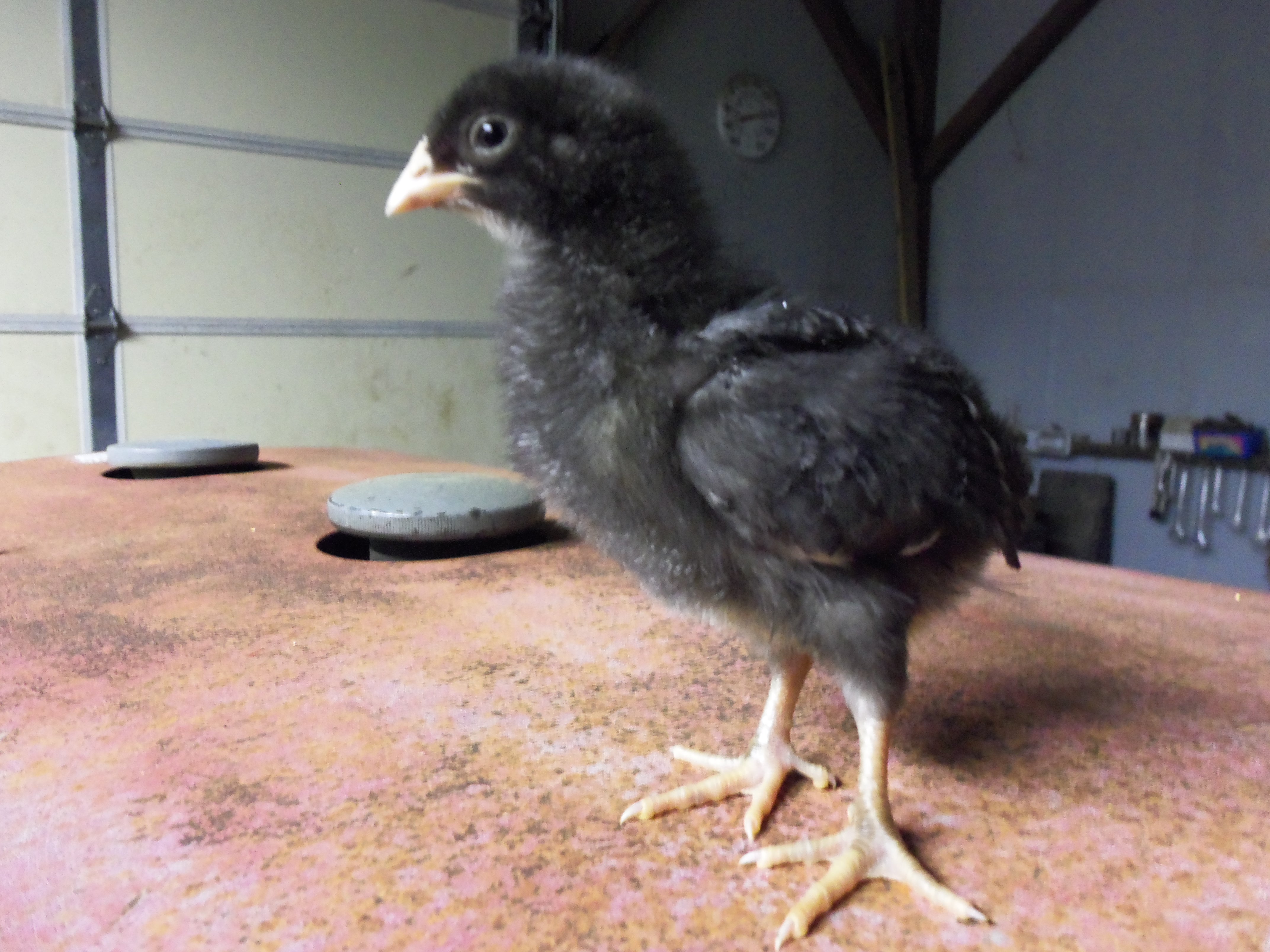 Barred Rock pullet at about two weeks old.