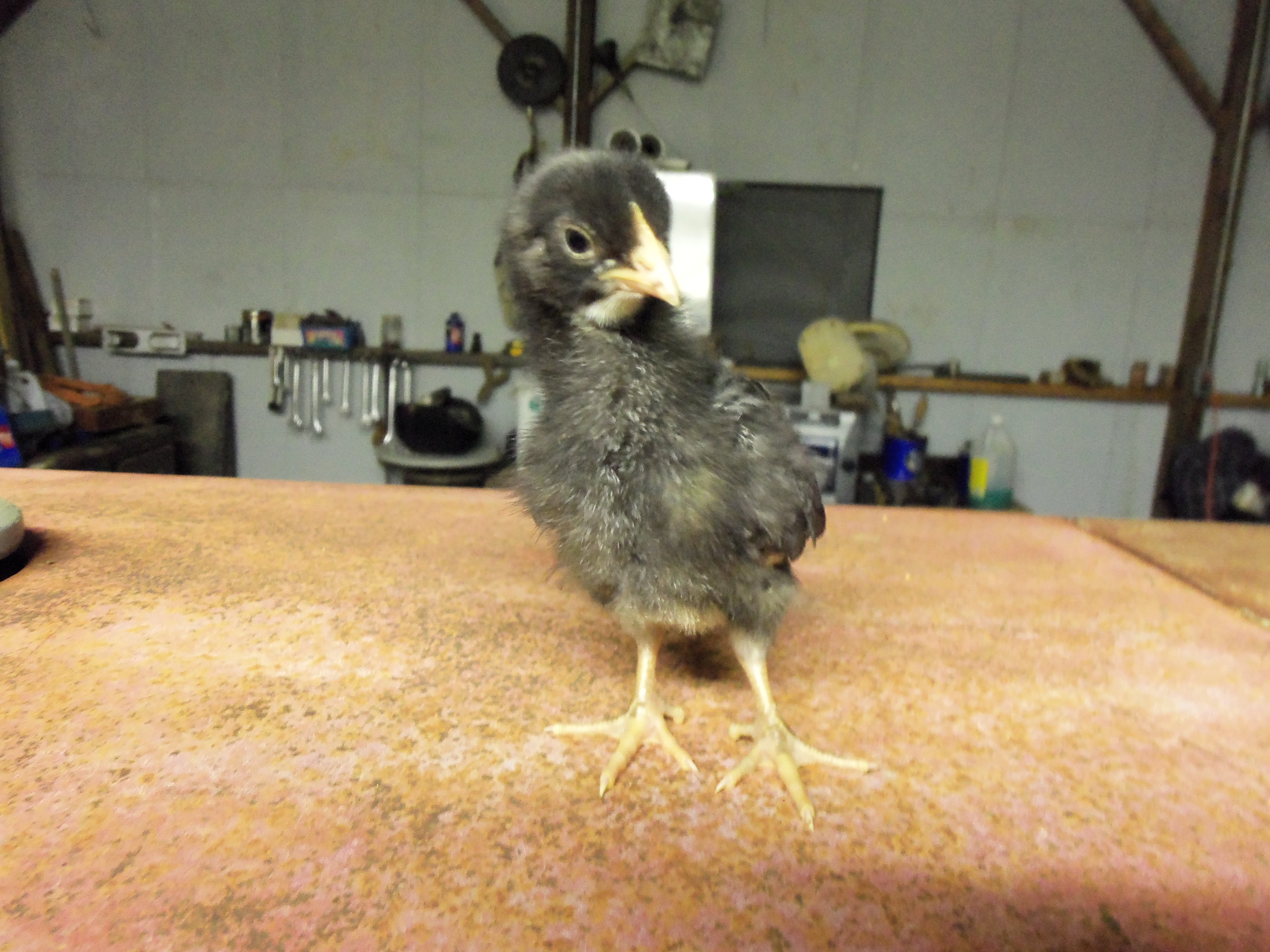 Barred Rock pullet at about two weeks old.