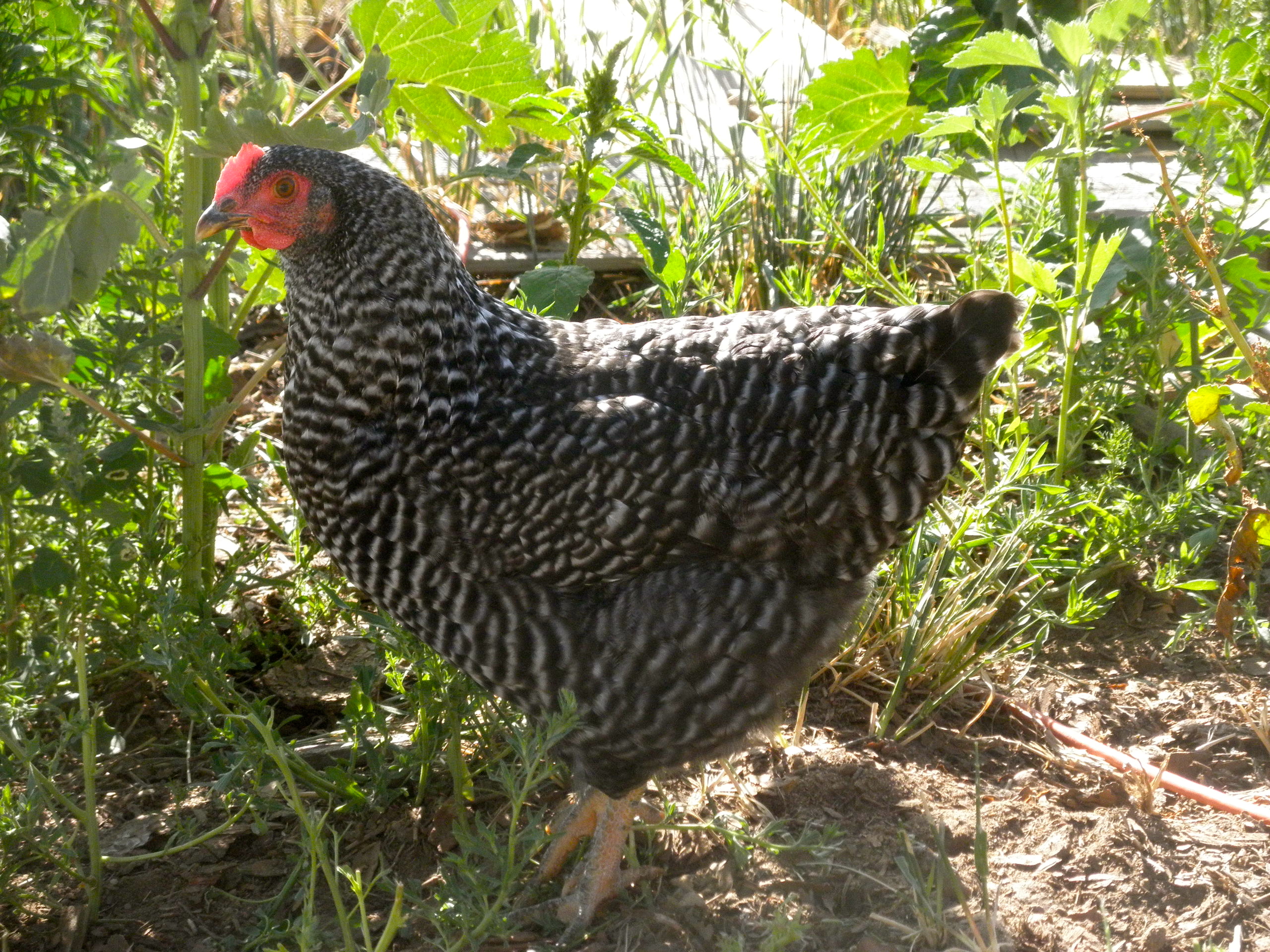 Barred Rock Pullet