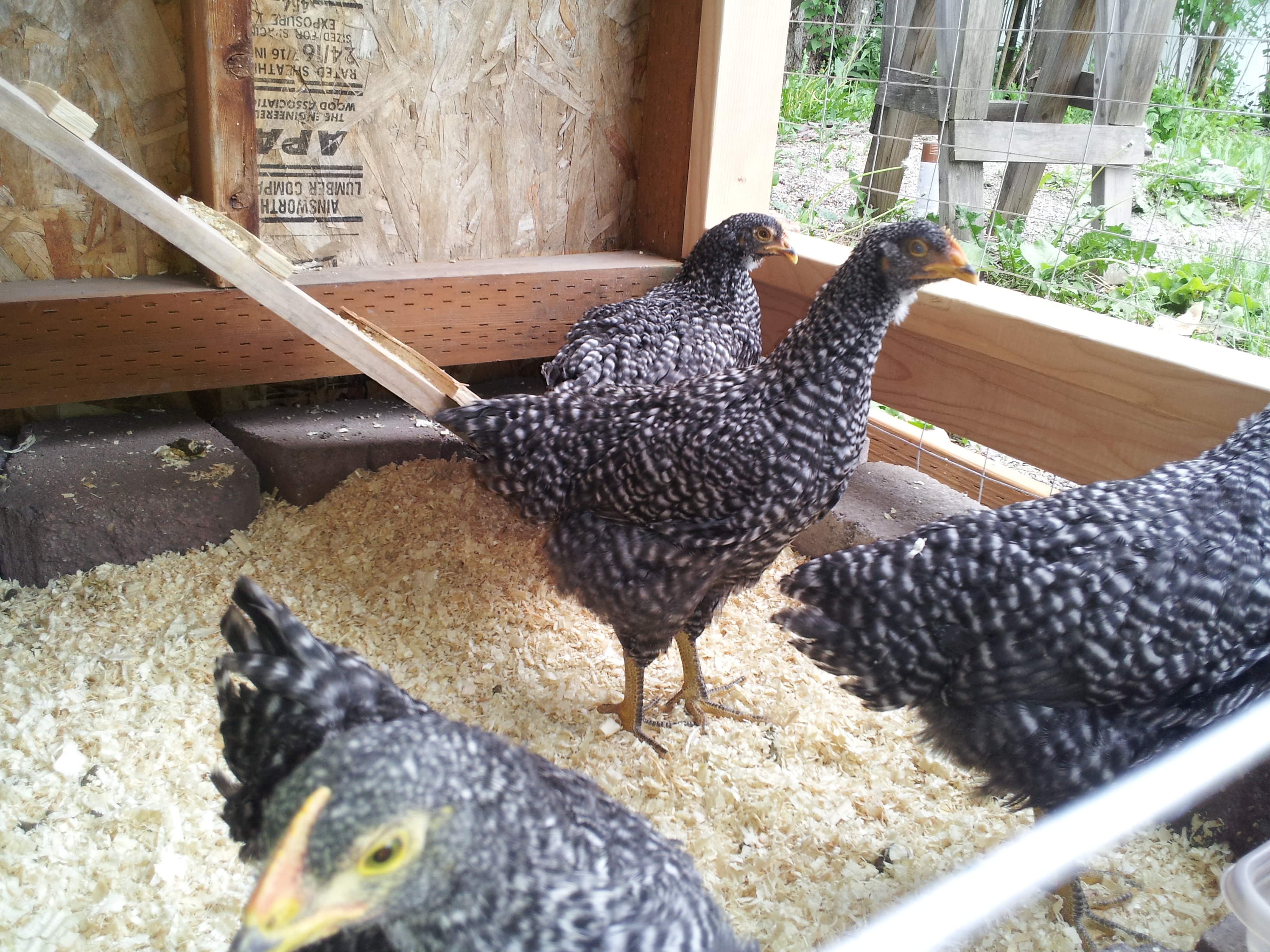 Barred Rock pullets