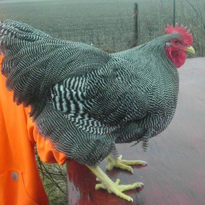 Barred Rock Rooster
http://stagecoachpoultry.com/heritage/item/barred-rock