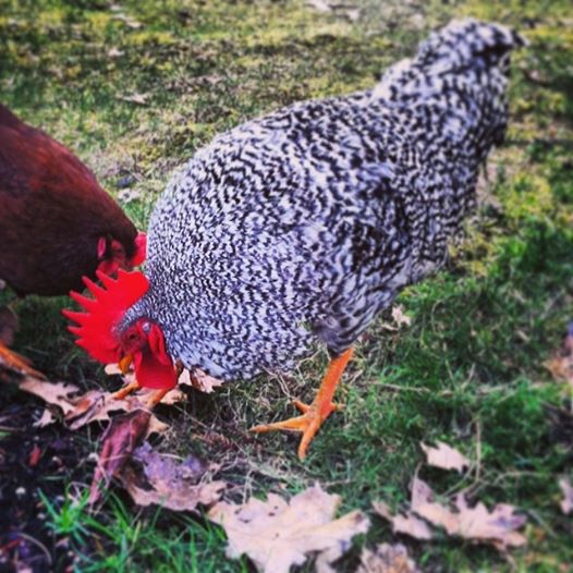 Barred Rock Rooster! (name is a bit explicit LOL)