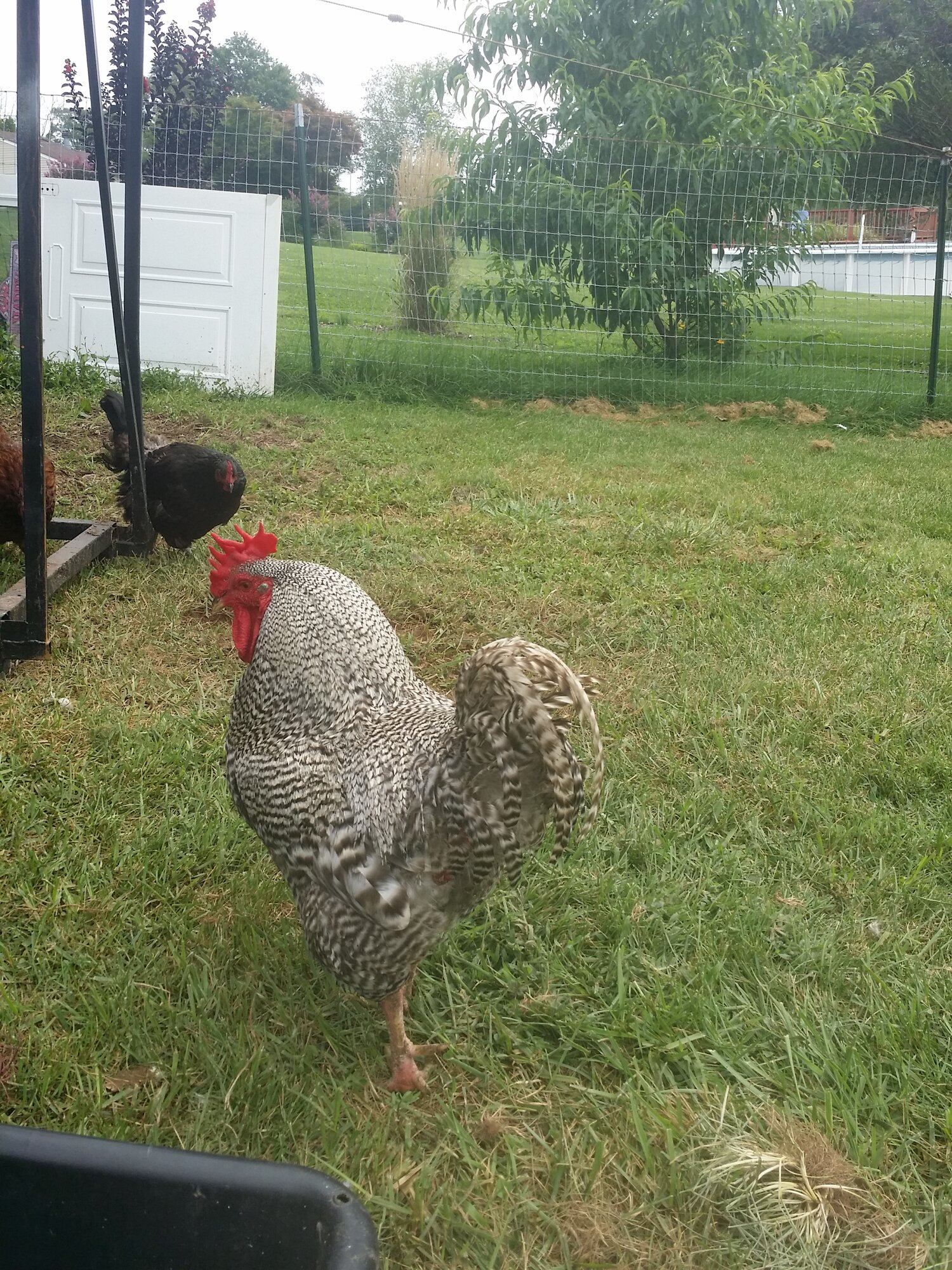 Barred rock rooster