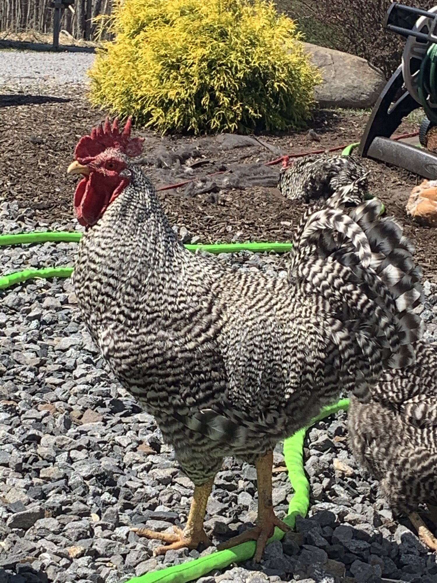 Barred Rock rooster