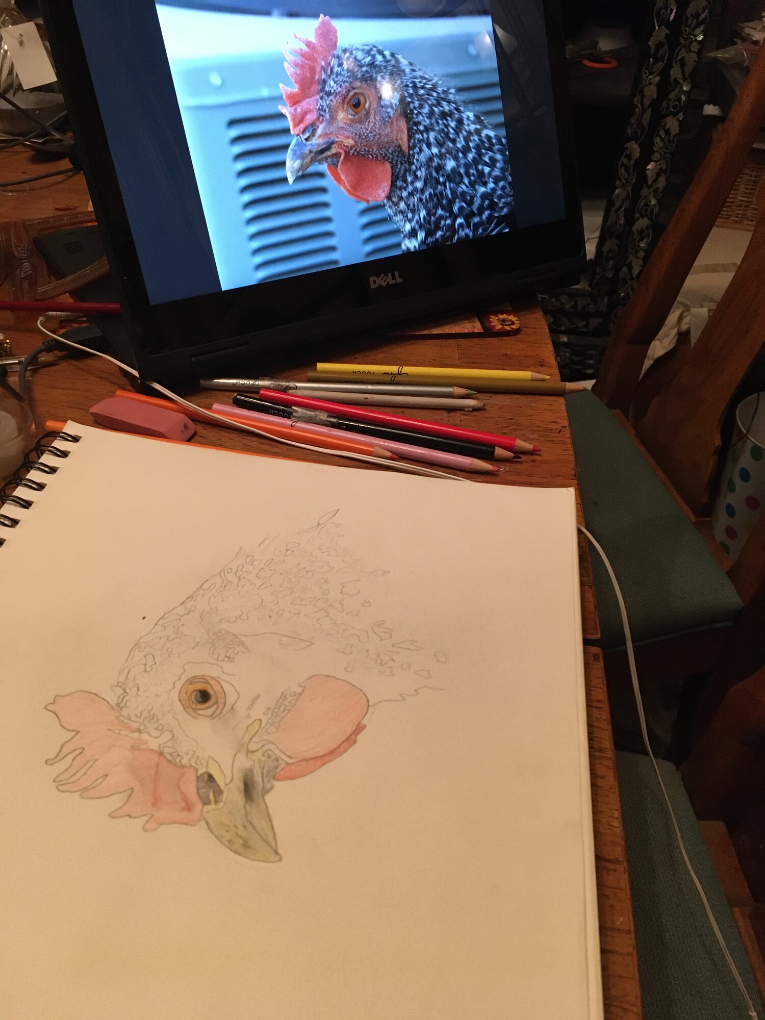 Barred Rock Sketch Setup