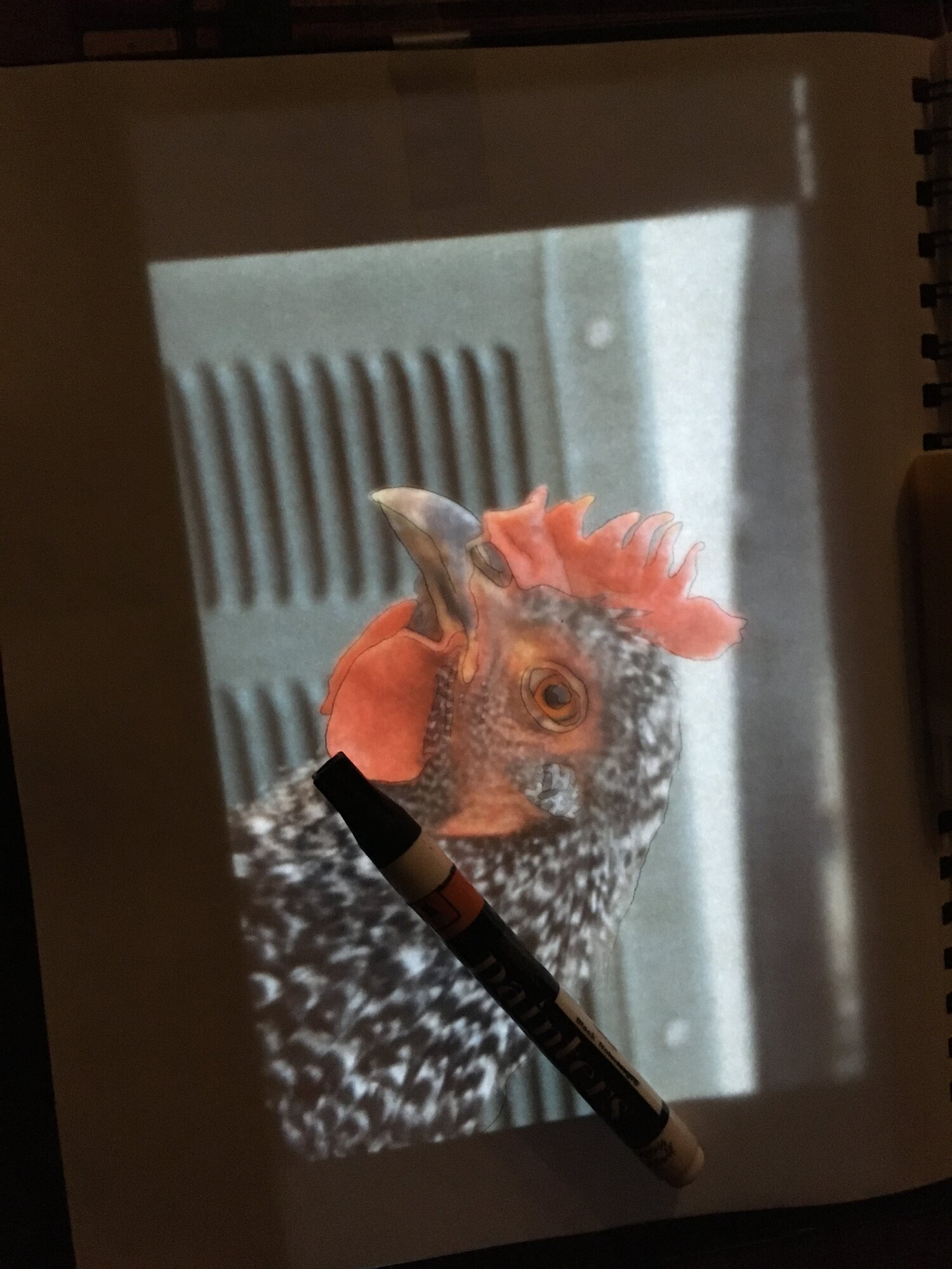 Barred Rock Sketch Setup
