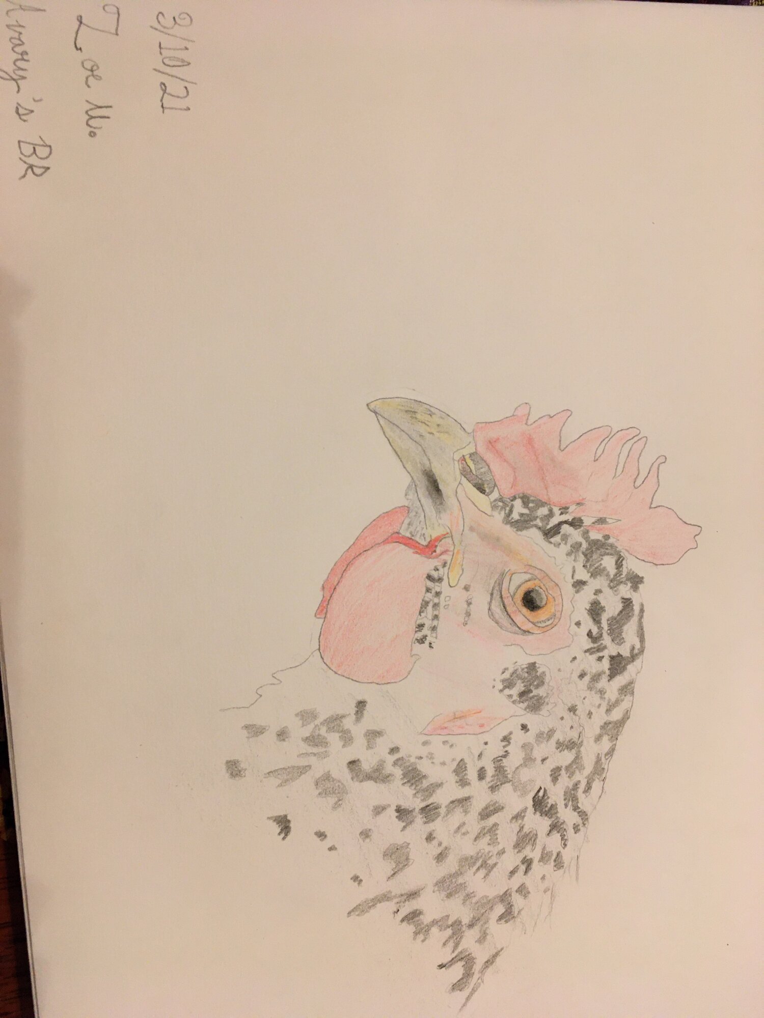 Barred Rock Sketch